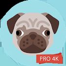  Pug Wallpapers 4K Pro Pug Backgrounds       apk
